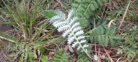 乡下一种野草,农民叶子拿来吃,却不知道根是宝贵的,它叫田藕