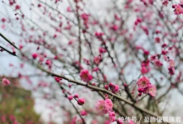 宁波赏梅好去处，这五大绝美花海，媲美西藏灵芝的十里桃源