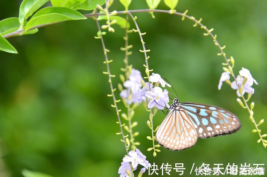 乱红!欧阳修最经典的一首词,开篇就是名句,李清照也赞不绝口