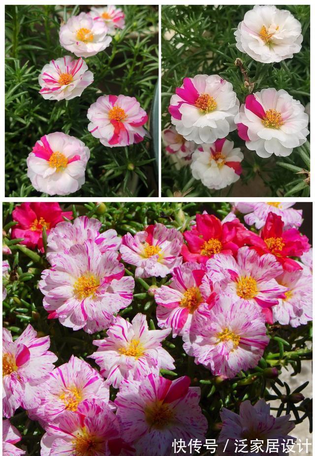 庭院|易泛滥的三种花,看起来却很“可爱”,想养考虑好,别上当
