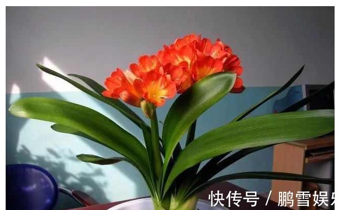 雨水|君子兰用什么水浇最好以下水用来浇君子兰,君子兰年年开花不断