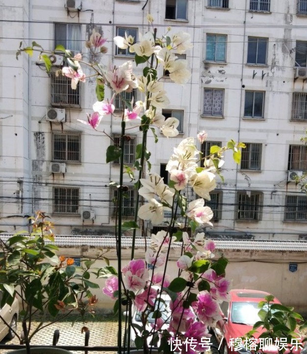 三角梅只长叶子不开花,赶紧剪一刀、虐一虐,花呼呼全开!