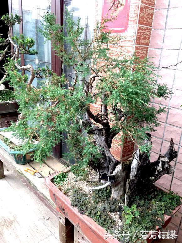 树种|山上随处可见的树桩,挖一棵养三年初步定枝,专家预估至少1万!