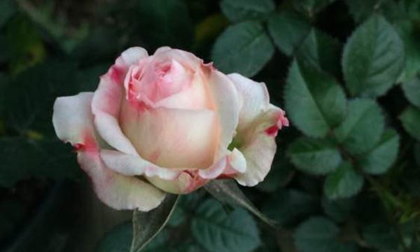 养花试试这款，美丽而浪漫的色调就像一个来自天空的仙女