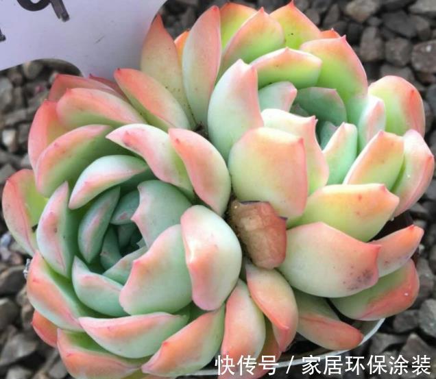 推荐5款“女王”多肉,每一种都好看,皮实好养,总有一款适合你