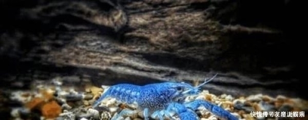 盘点几种极品海鲜,第三种被称为虾界的阿凡达,全吃过的是土豪