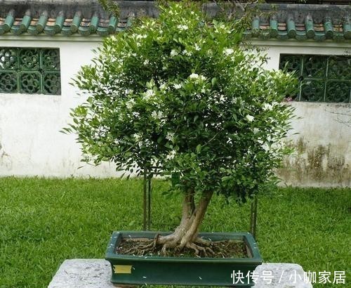 狠招|给九里香用“狠招”,冬天在北方室内也能开花