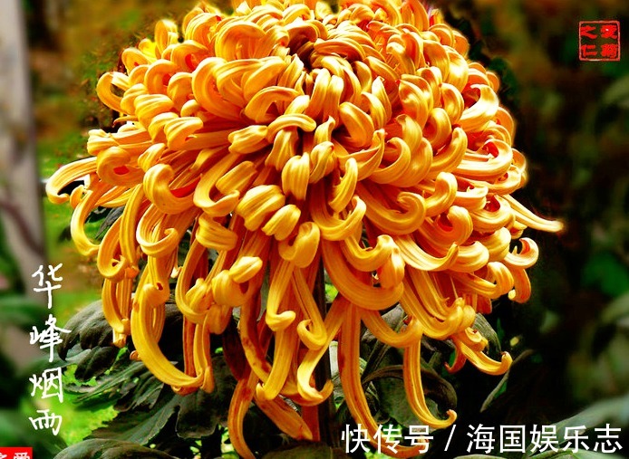 金凤|喜欢菊花，就养盆“菊中珍品”华峰烟雨，似金龙金凤，妖娆霸气
