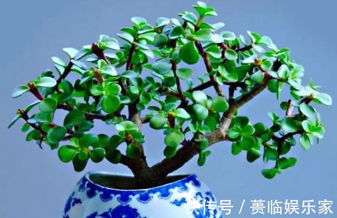 吉祥|小商小贩也需要养花这3种花招财又聚财,越早知道越好,别不信