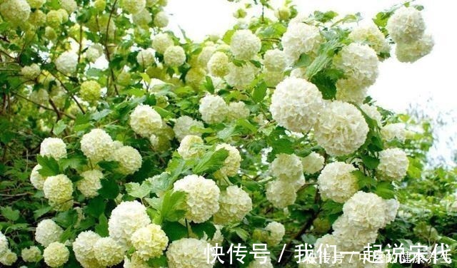 院子|有院子不能错过的3种花，冬天养，明年春开花！