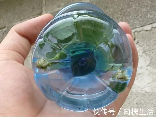 冬天扦插生根慢，快用这3招，生根又快又壮！