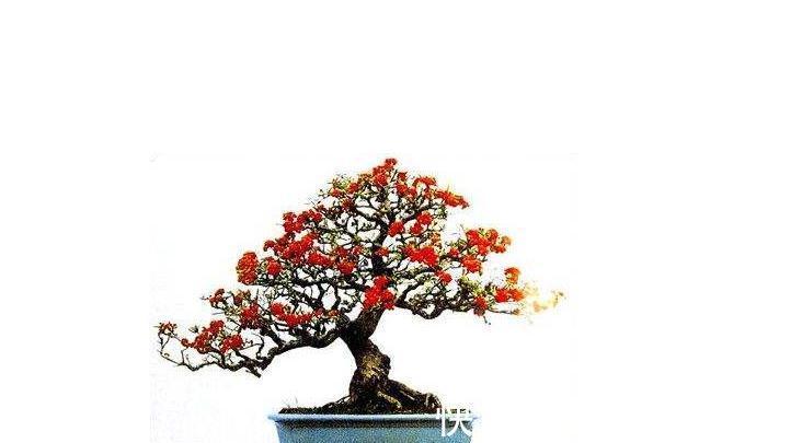 火棘盆景枯叶，掉叶不要急，做好此几点，简单实用