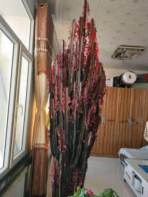 懒人养龙骨,好养又泼辣,做好4点窜到3米,镇宅又霸气