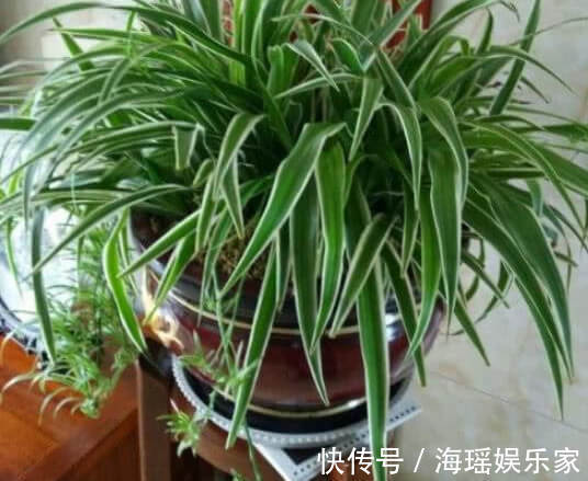 关键|想要绿萝、吊兰长得绿油油，爆成绿瀑布，做好关键这点就够了！