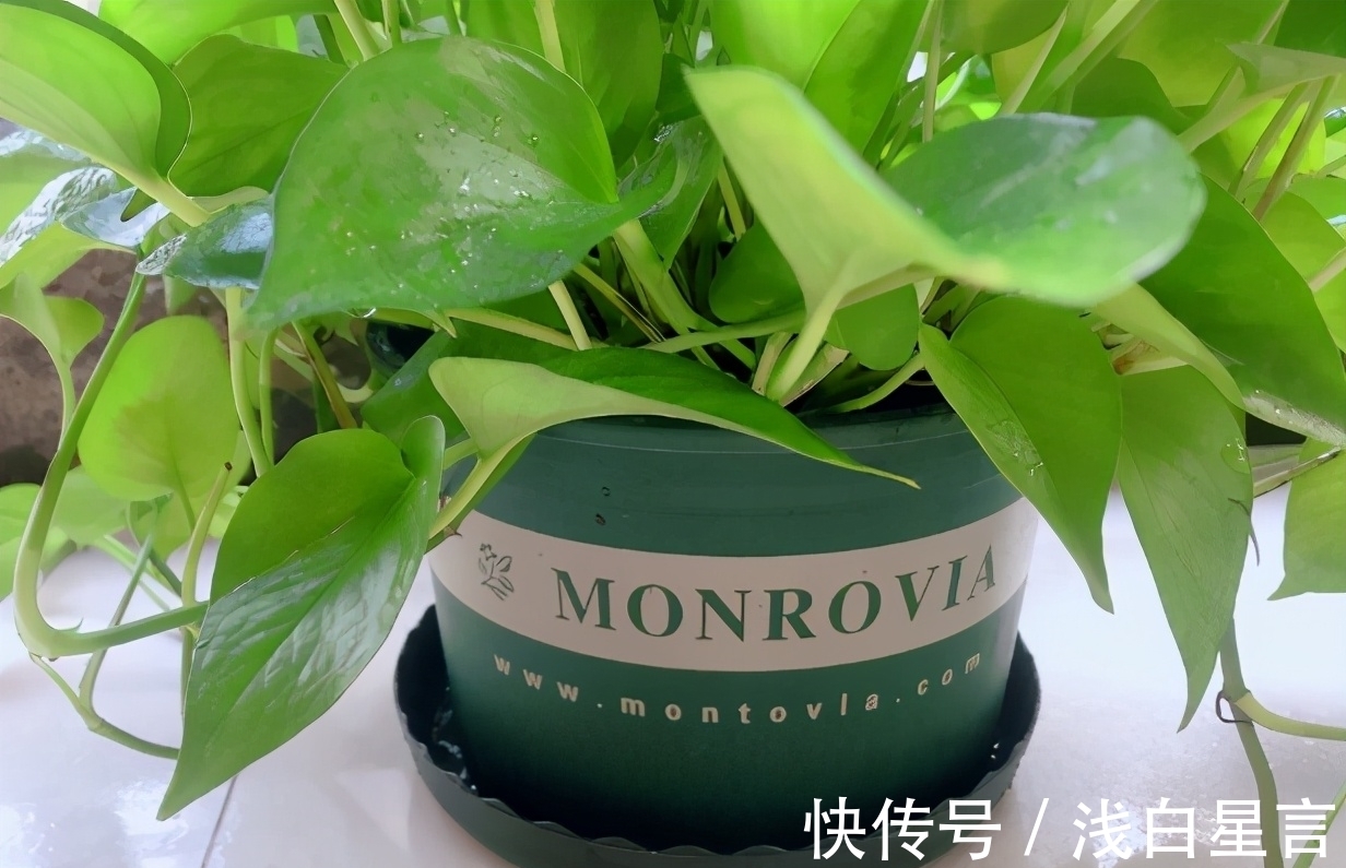 土壤|光用淘米水浇花没前途,加它们发酵好,养啥花都长得贼旺盛