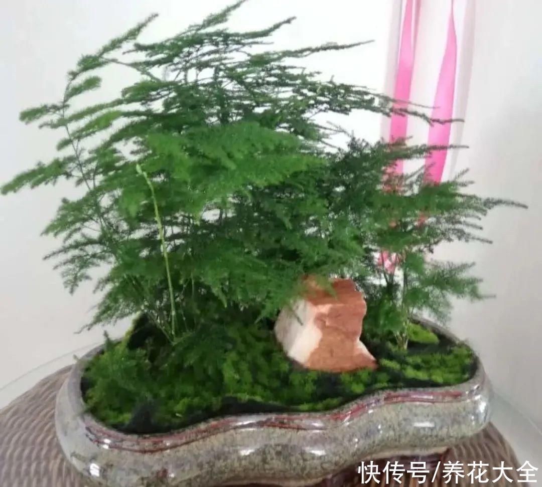 夏天怕晒的花，赶紧搬到阴凉地儿，再晒成枯杆了