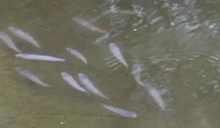 冬钓打窝后,老手都会用“一招”,聚来的鱼大又肥!