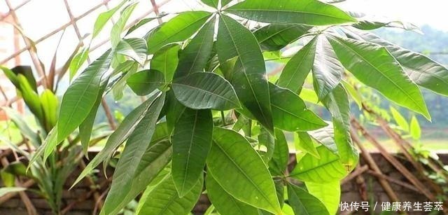 这三种植物烂根了别扔掉,简单几步促新根,又是一盆健壮的植株!