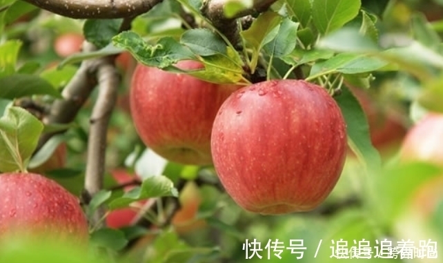 放进冰箱|把苹果放进冰箱冻一冻，竟有如此大的功效，男女不可错过！