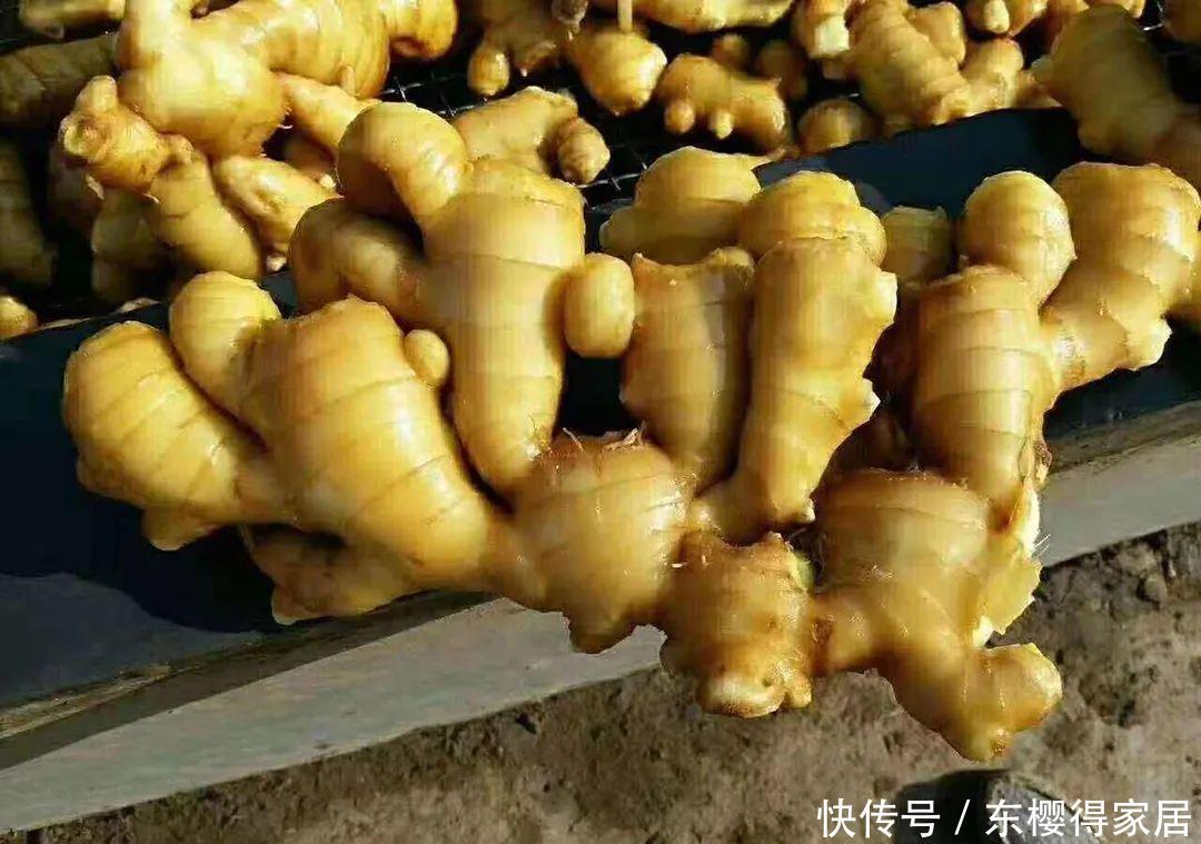 保存生姜,牢记3个好方法,生姜不发芽不变质,存放一年都仍新鲜