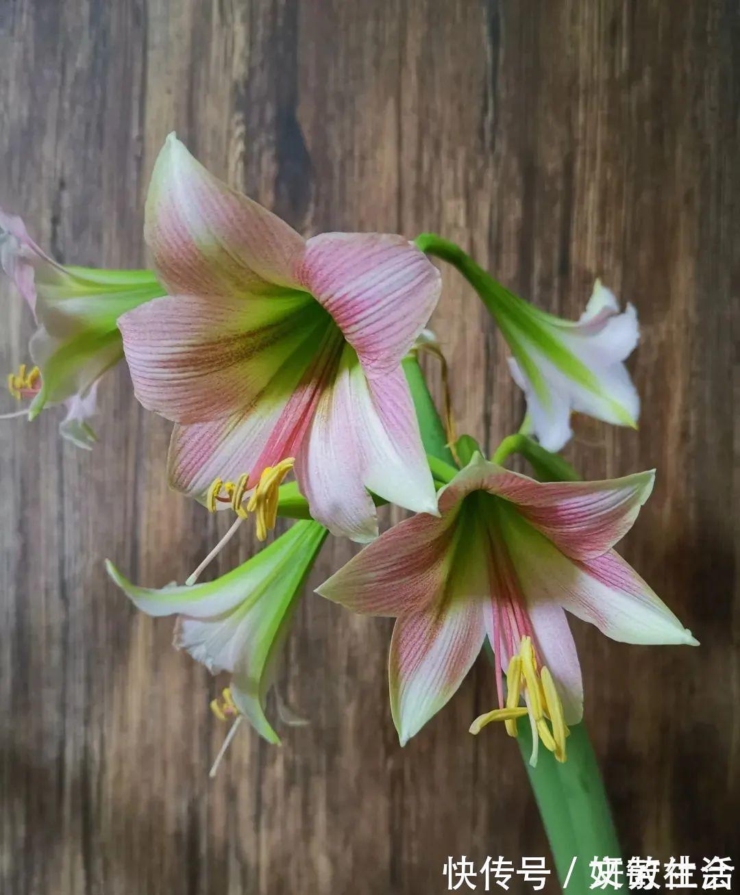 家里养盆朱顶红,开花个个比脸大,牛年养它“注定红”!