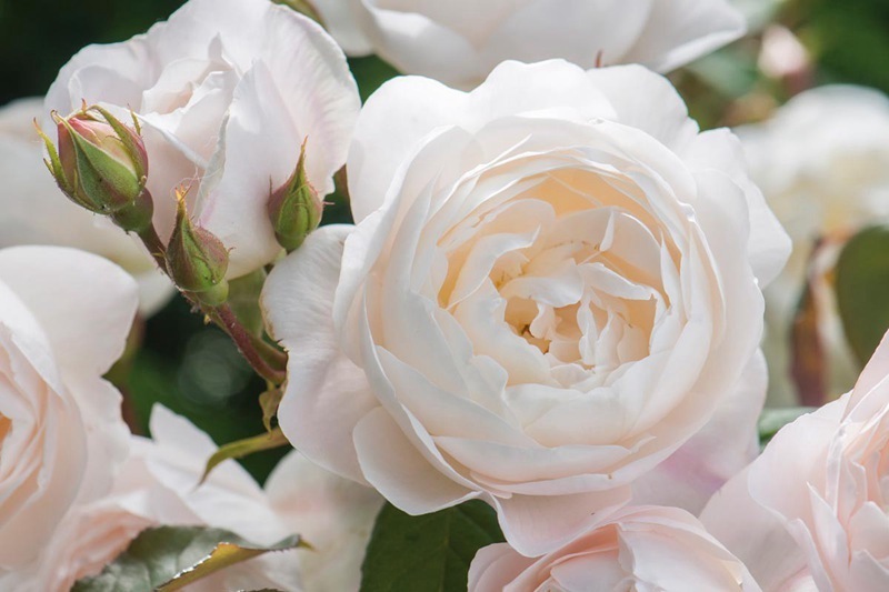 喜欢菊花，不如养盆“精品玫瑰”黛丝德蒙娜，一次开爆四季开花