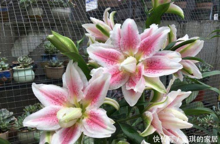 4种花很耐养,沾土就能活,阳台变花园,太美了!