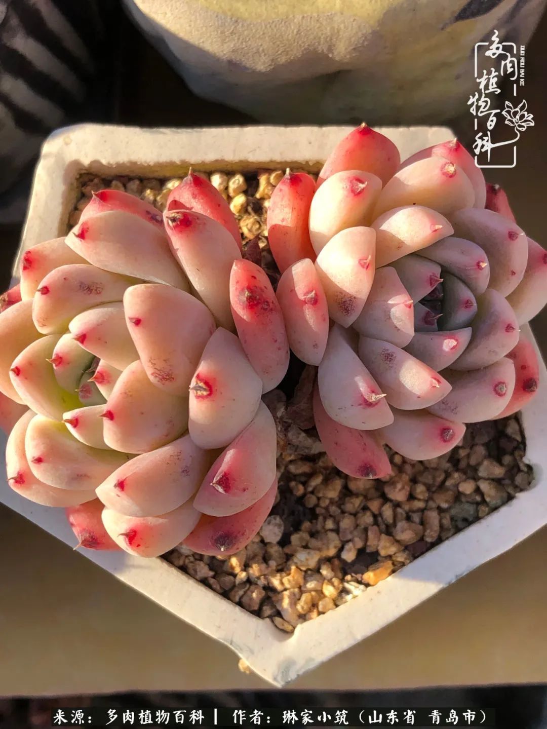 多肉|有史以来最厉害的一场寒潮，治好了我养多肉这些年的“坏毛病”