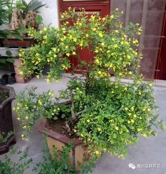 农村常见的1种树桩，栽在盆里剪几刀，变成盆景价值翻翻！