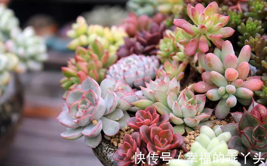 难怪刚入手的多肉会死,换盆时注意这4点,多肉一栽就活