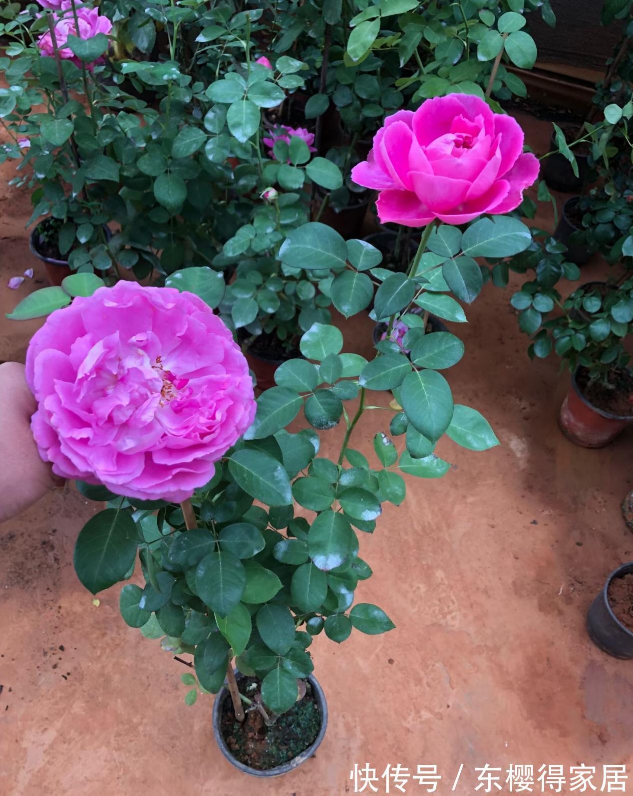 养分|9月降温，养月季希望花叶窜爆盆，万万不能忽略这4点