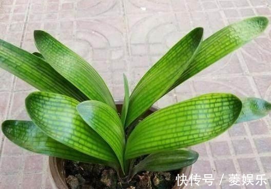 施用|养君子兰用点它,三天生根,10天就发新叶,植株健壮挺拔