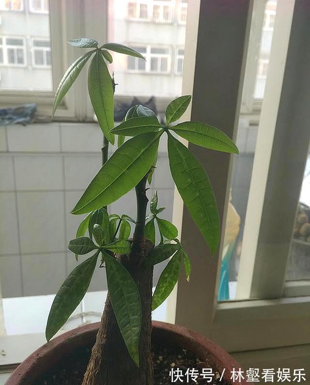 发财树长白斑,过一阵子就黄叶,用对处理方法,恢复油绿不黄叶!