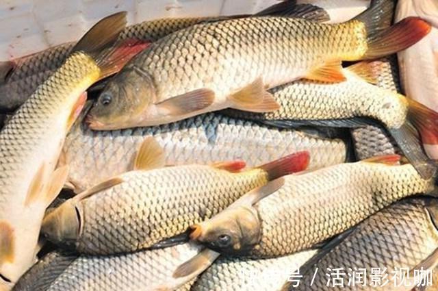 麝香液|钓鱼打窝料还靠买不妨自己在家做,取材方便效果绝佳!