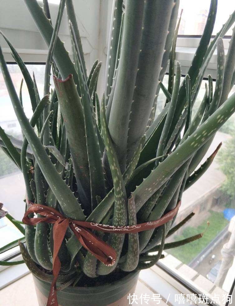 室内想养大盆镇宅花，建议从这10种里面选，听名字就很霸气