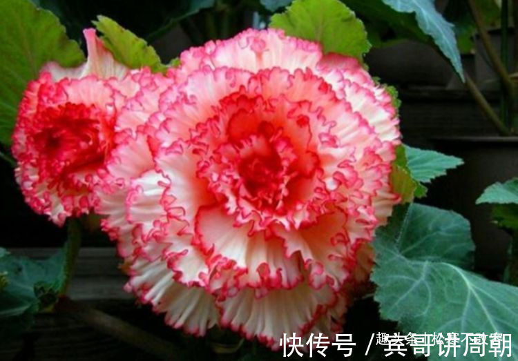 这几款植物养在家里,沾土就活,给点阳台就灿烂,漂亮大气!