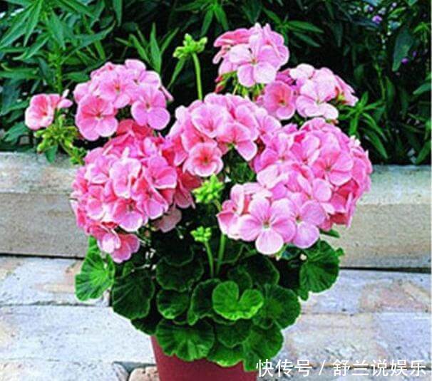 天竺葵“娇惯养”，灿烂满花苞，戳中3个软肋，一年难长个