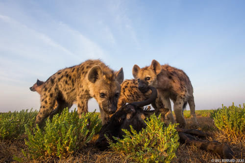 惹人讨厌的非洲斑鬣狗,其实是移动的“钙片机”,能吃肉、会产钙