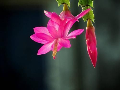 小花|养蟹爪兰这4个千万不能放，很容易黄叶掉蕾，赶紧搬到这2个地方