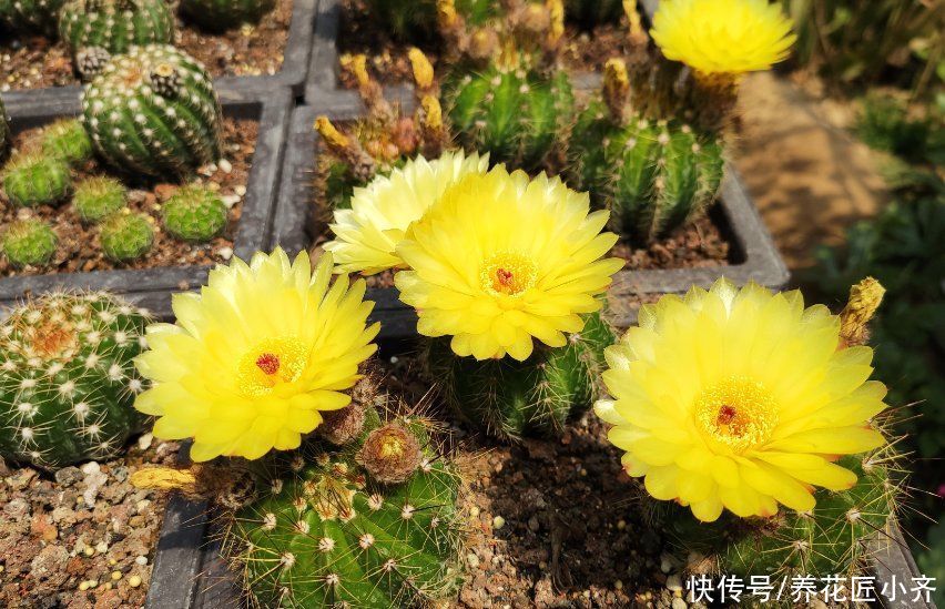 仙人球越养越瘦？告诉你真相，只有做好三不，才能饱满圆润开花多