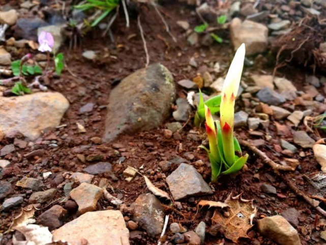 生物|杨向红镜头下的玉龙雪山奇花异草，见证了丽江生物多样性之美