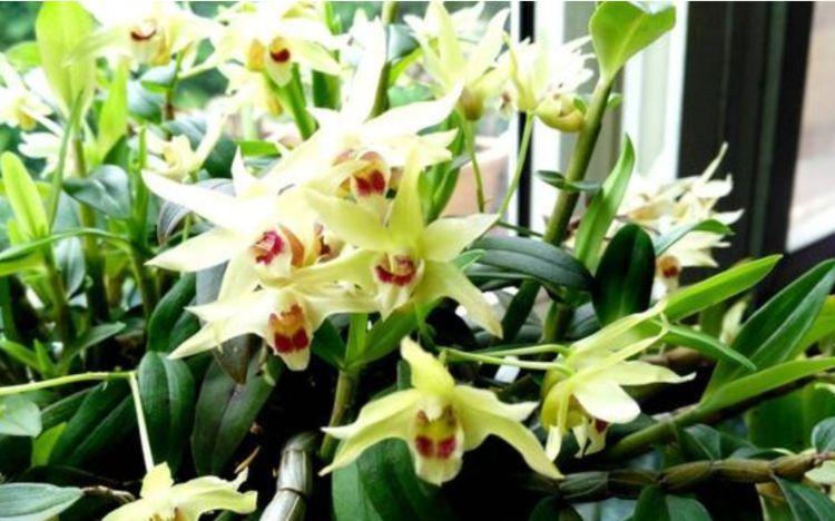 3种花养在家里，一整年都有好运气，是开花能手，个个开成大花球