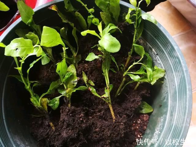 6月,最适合扦插的花,一插就活,大白根冒疯了