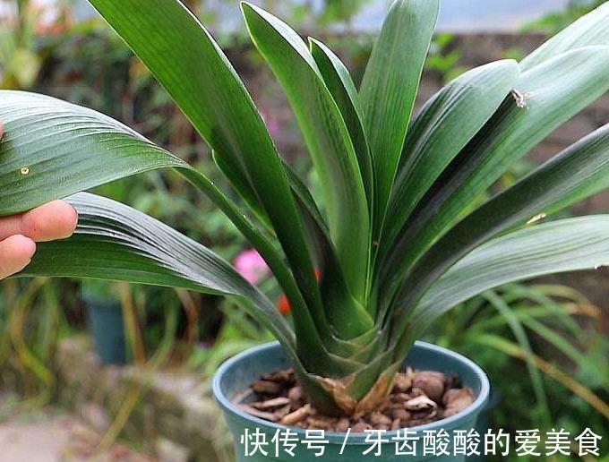 养君子兰，注意4点，不黄叶，根，刚入秋，花箭抽不停