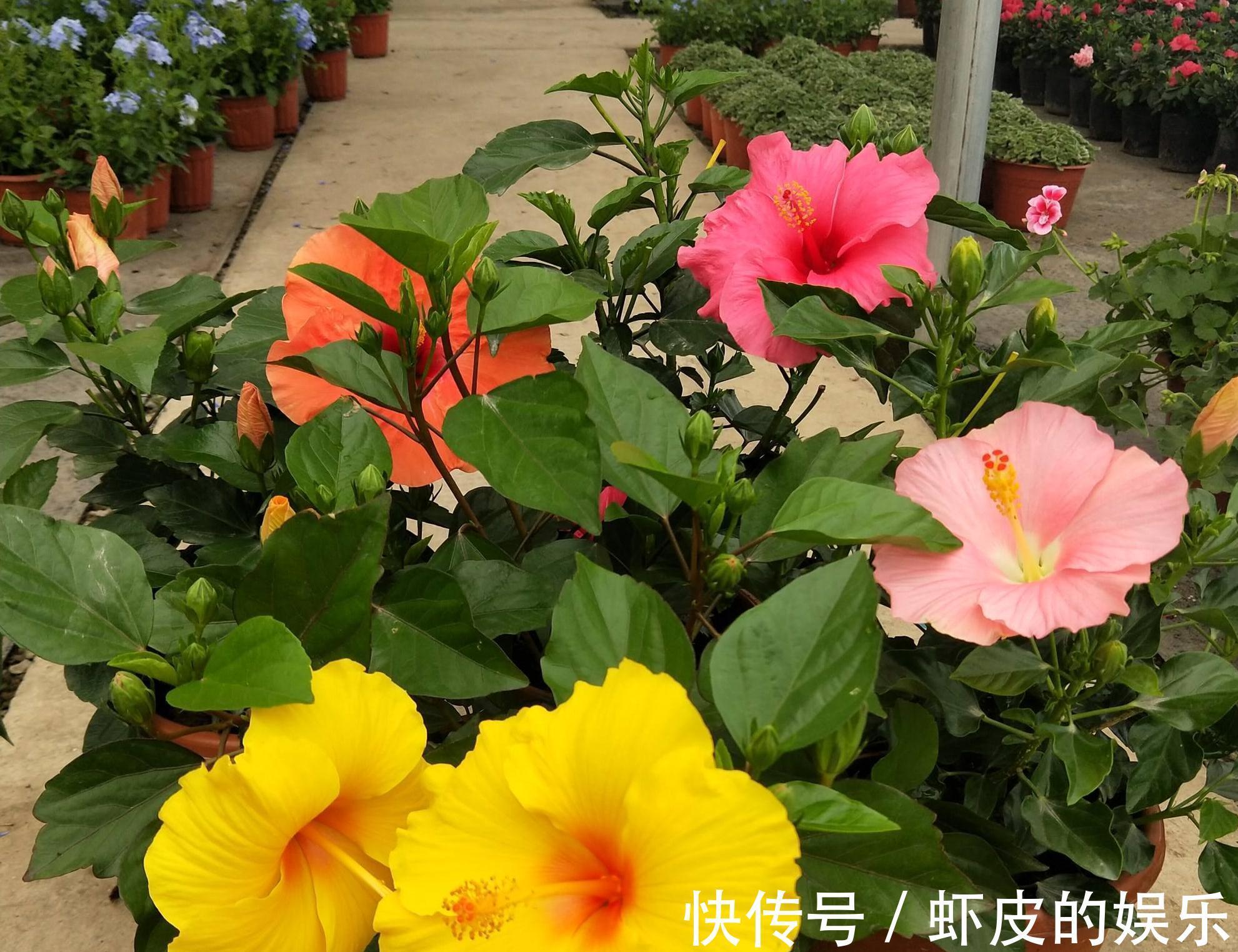 7种“勤快花”,就是“花机器”,365天开不败,从来不嫌累