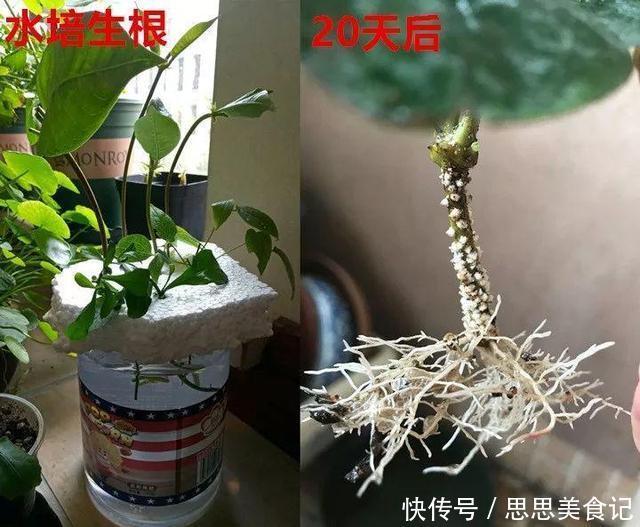 这花一开就是大半年，枝条沾水就活，根比萝卜还粗