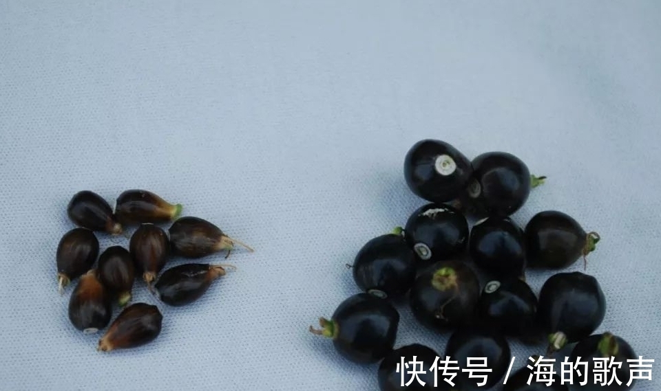 窗帘|小时候，它是做门帘、手链的材料，它叫“草珠子”，你还记得吗？
