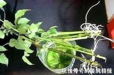 养活|这5棵“树”太贵了,偷偷摘一截枝条就养活了,不用花钱买啦!