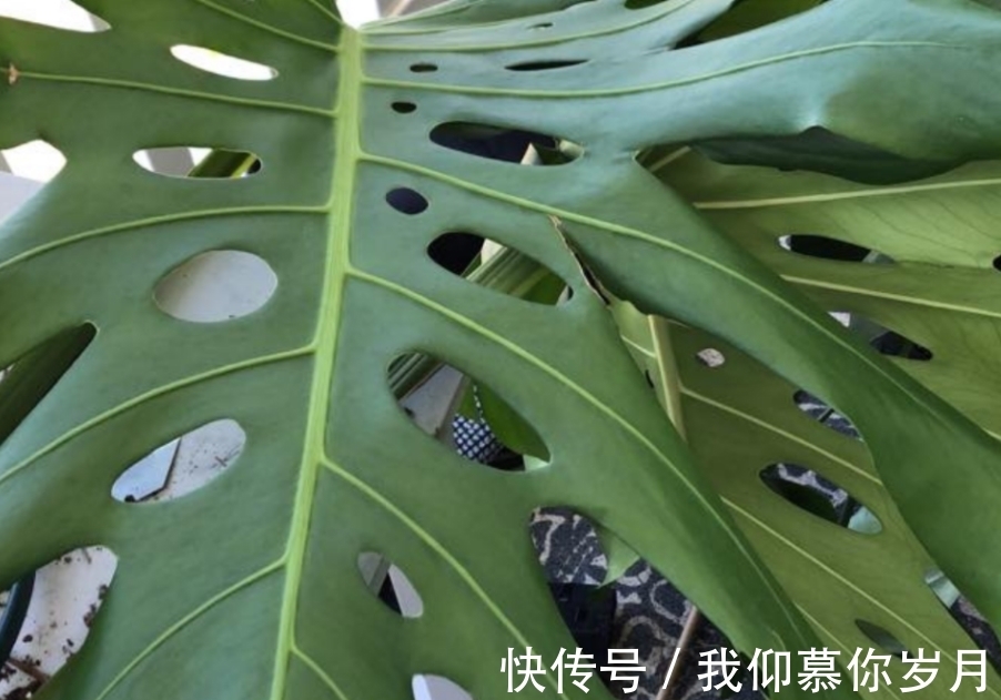 龟背竹养殖要领：居家盆栽牢记4点，茎干壮，叶子又大又绿