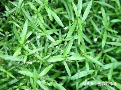 奇效|癌症最怕的3种野菜,营养健康,预防癌症有奇效,大家不妨了解下